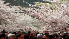 你見過空無(wú)一人的中山公園櫻花大道嗎？美！